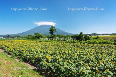 ヒマワリ畑と羊蹄山とかさ雲