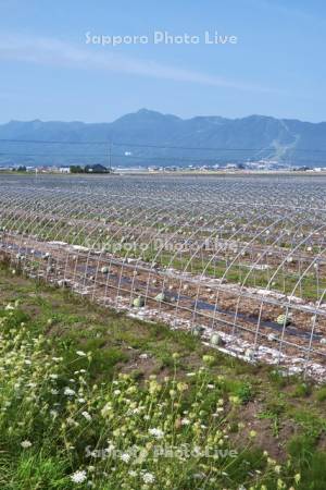 収穫後の畑に放置されたスイカと夕張山地