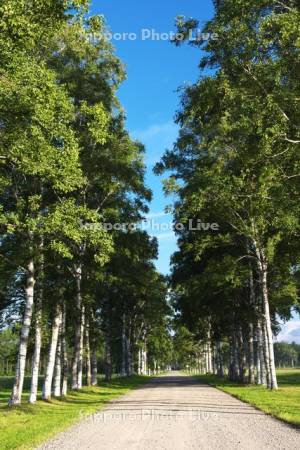 十勝牧場の白樺並木