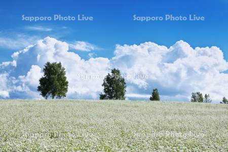 ソバの花と木と雲