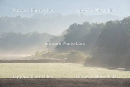 朝霧の農地