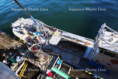 ウトロ漁港のサケの水揚げ作業