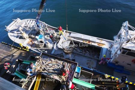 ウトロ漁港のサケの水揚げ作業