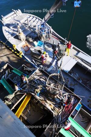 ウトロ漁港のサケの水揚げ作業