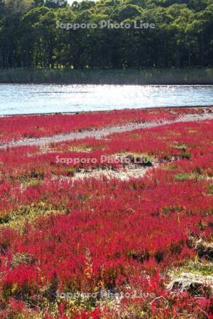 サロマ湖サンゴ岬（鶴沼）のサンゴ草