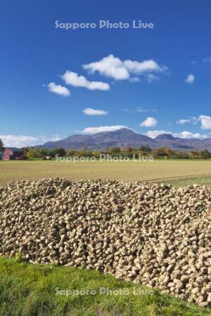 ニセコ連峰とビート