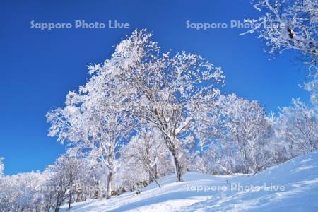 オロフレ峠の樹氷