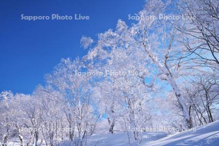 オロフレ峠の樹氷