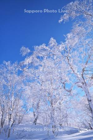 オロフレ峠の樹氷