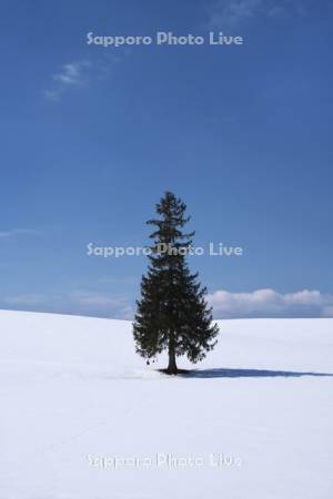 クリスマスツリーの木と雪原