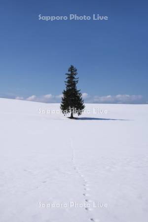 クリスマスツリーの木と雪原