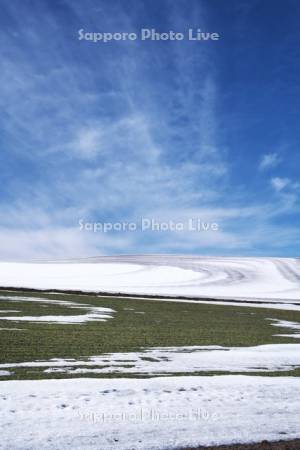 秋まき小麦と融雪剤散布の農地