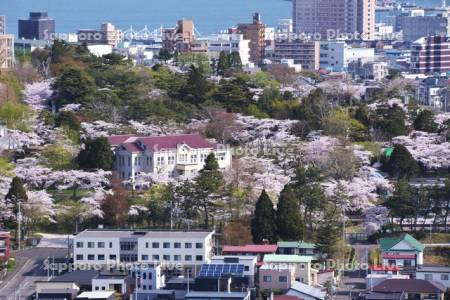 函館公園の桜