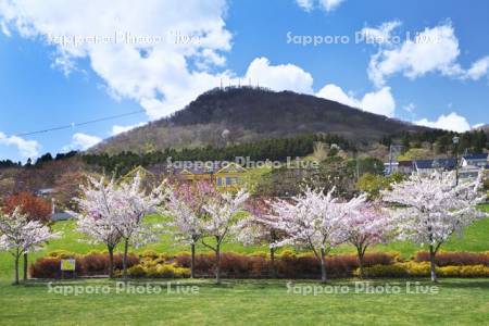 ペリー広場の桜と旧函館区公会堂と函館山