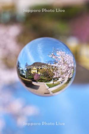 ペリー広場の桜と旧函館区公会堂と函館山