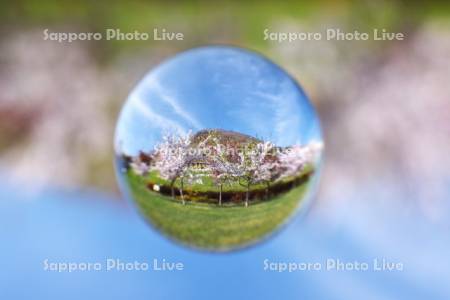 ペリー広場の桜と旧函館区公会堂と函館山