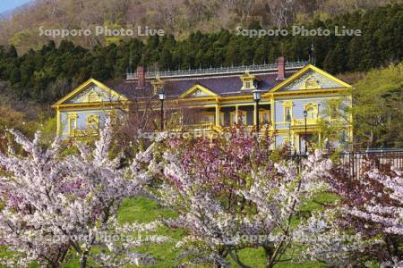 ペリー広場の桜と旧函館区公会堂と函館山