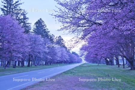 二十間道路桜並木の朝