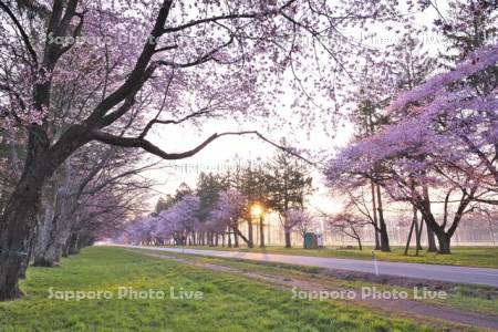 二十間道路桜並木の日の出