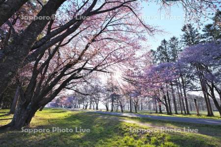 二十間道路桜並木の日の出