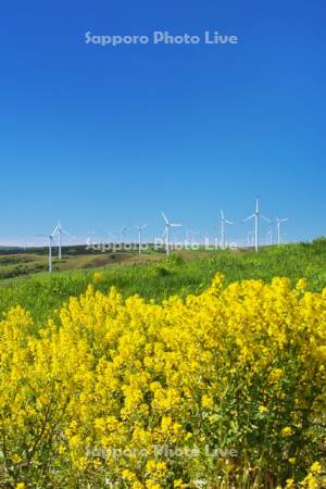 宗谷丘陵の風力発電と菜の花