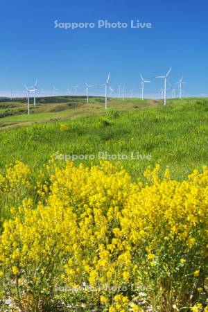 宗谷丘陵の風力発電と菜の花