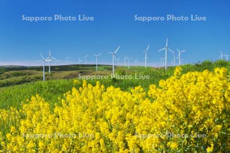 宗谷丘陵の風力発電と菜の花