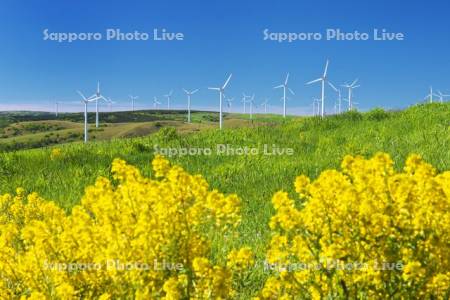 宗谷丘陵の風力発電と菜の花