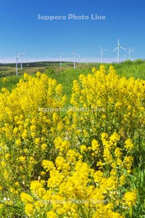 宗谷丘陵の風力発電と菜の花