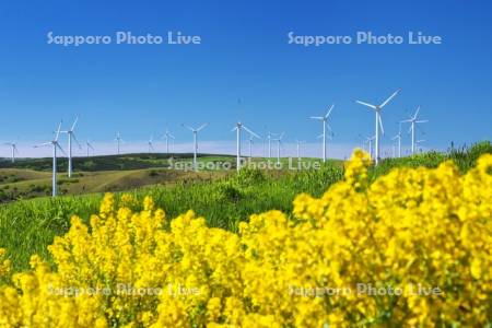 宗谷丘陵の風力発電と菜の花