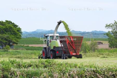 牧草の収穫作業