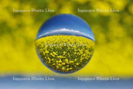 ふらのぶどうヶ丘公園の菜の花畑と十勝岳連峰