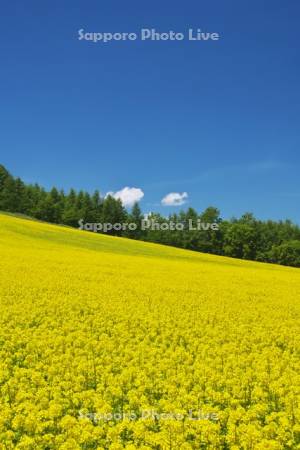 ふらのぶどうヶ丘公園の菜の花畑