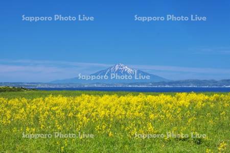 宗谷丘陵の菜の花と利尻島