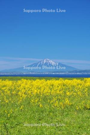 宗谷丘陵の菜の花と利尻島