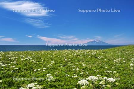 利尻島と野の花と利尻水道