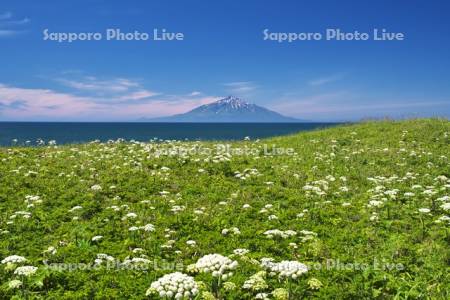 利尻島と野の花と利尻水道