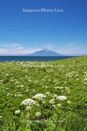 利尻島と野の花と利尻水道