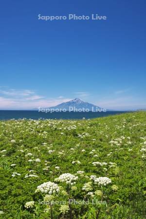 利尻島と野の花と利尻水道