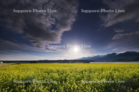 十勝岳連峰と菜の花畑の朝