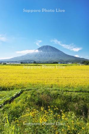 羊蹄山と水田（稲）