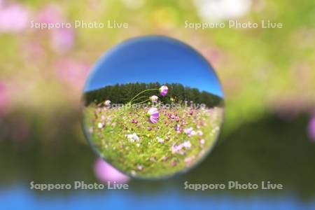 太陽の丘えんがる公園　コスモス園