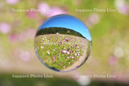 太陽の丘えんがる公園　コスモス園