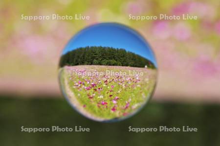 太陽の丘えんがる公園　コスモス園