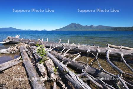 支笏湖と枯木と風不死岳