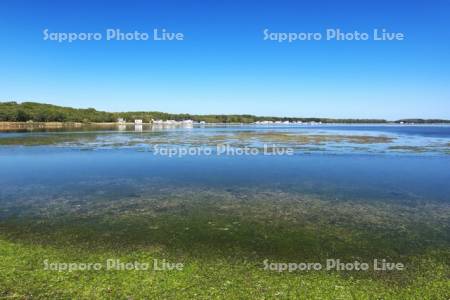 サンゴ岬の水生植物とサロマ湖