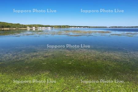 サンゴ岬の水生植物とサロマ湖