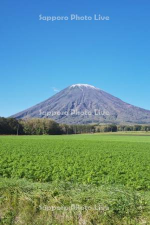 羊蹄山とニンジン畑