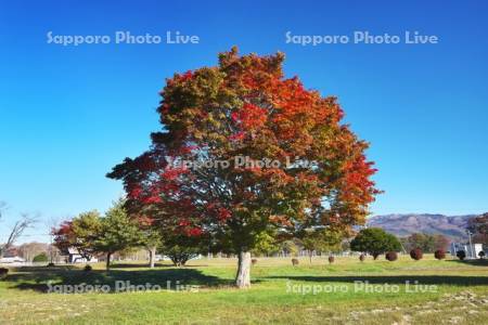 新冠牧場の紅葉