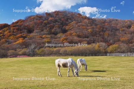 ウマの放牧と優駿さくらロードの紅葉